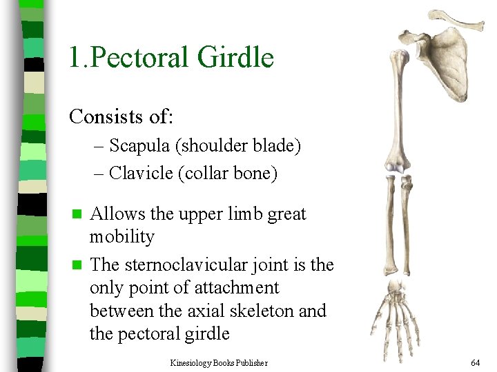 1. Pectoral Girdle Consists of: – Scapula (shoulder blade) – Clavicle (collar bone) Allows