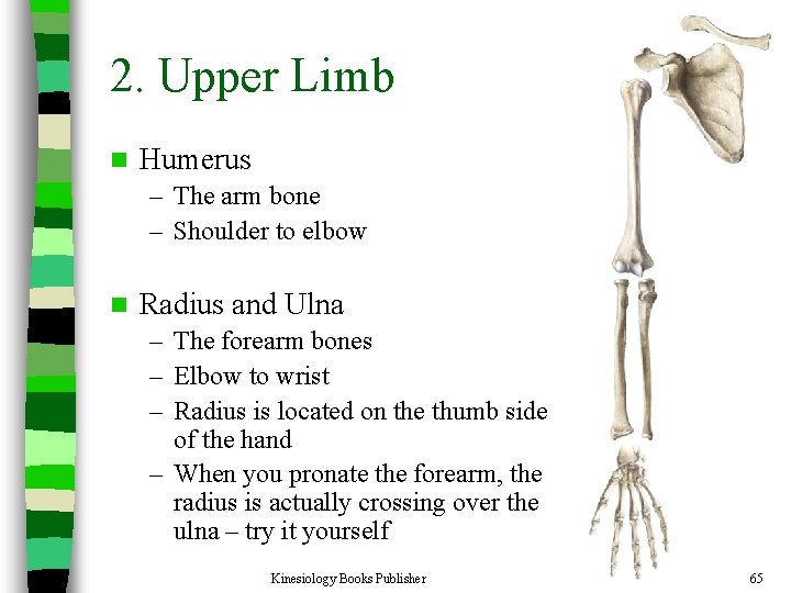 2. Upper Limb n Humerus – The arm bone – Shoulder to elbow n