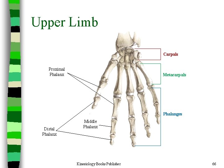 Upper Limb Carpals Proximal Phalanx Metacarpals Phalanges Distal Phalanx Middle Phalanx Kinesiology Books Publisher