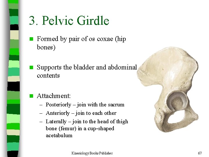 3. Pelvic Girdle n Formed by pair of os coxae (hip bones) n Supports