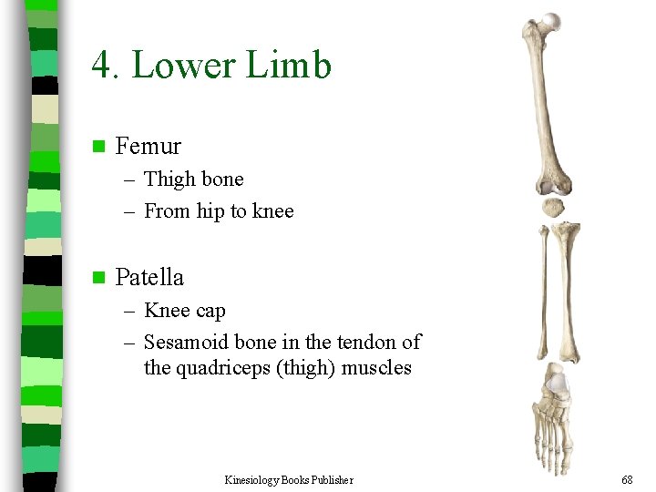4. Lower Limb n Femur – Thigh bone – From hip to knee n