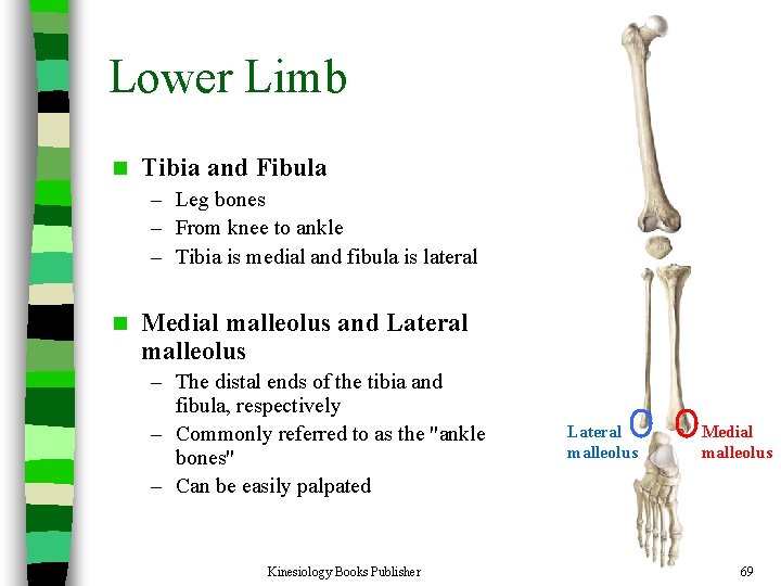Lower Limb n Tibia and Fibula – Leg bones – From knee to ankle