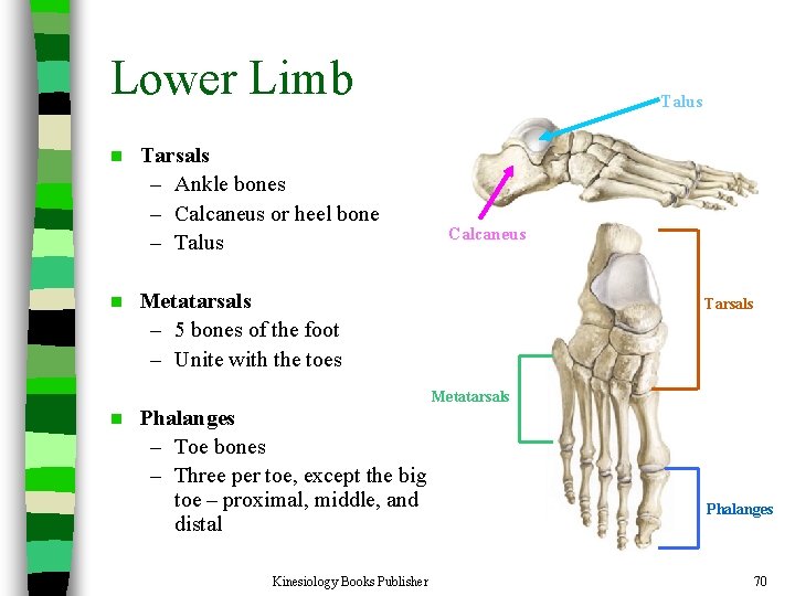 Lower Limb n n n Tarsals – Ankle bones – Calcaneus or heel bone
