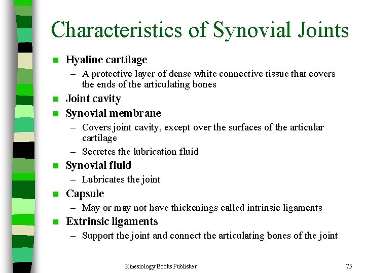 Characteristics of Synovial Joints n Hyaline cartilage – A protective layer of dense white