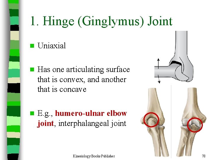 1. Hinge (Ginglymus) Joint n Uniaxial n Has one articulating surface that is convex,