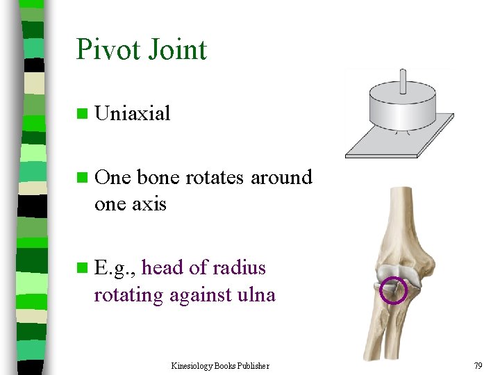 Pivot Joint n Uniaxial n One bone rotates around one axis n E. g.