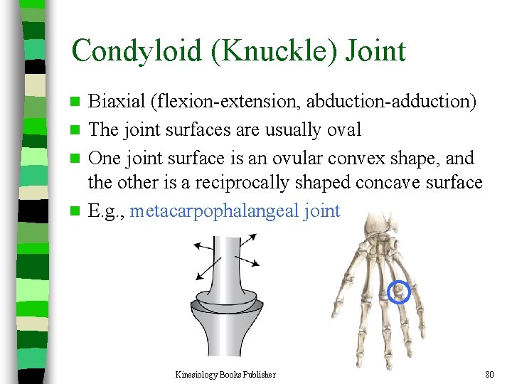 Condyloid (Knuckle) Joint Biaxial (flexion-extension, abduction-adduction) n The joint surfaces are usually oval n