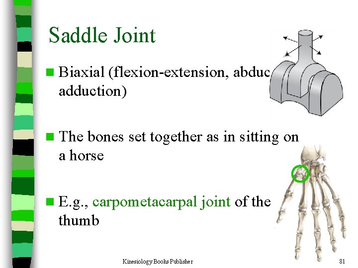 Saddle Joint n Biaxial (flexion-extension, abductionadduction) n The bones set together as in sitting
