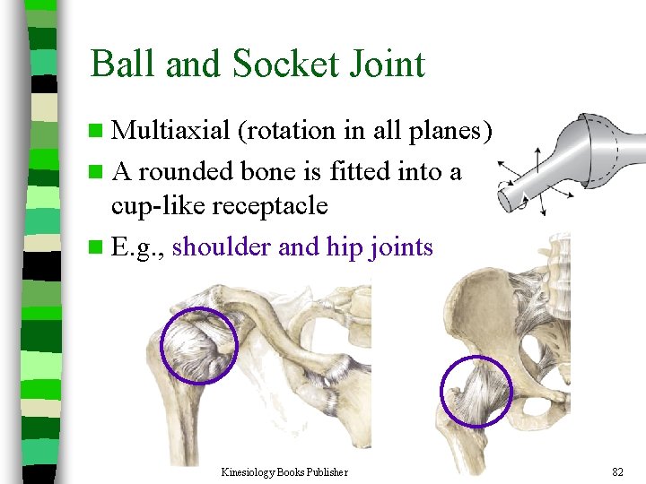 Ball and Socket Joint n Multiaxial (rotation in all planes) n A rounded bone