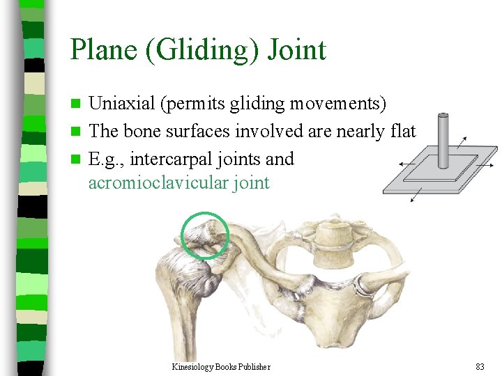Plane (Gliding) Joint Uniaxial (permits gliding movements) n The bone surfaces involved are nearly