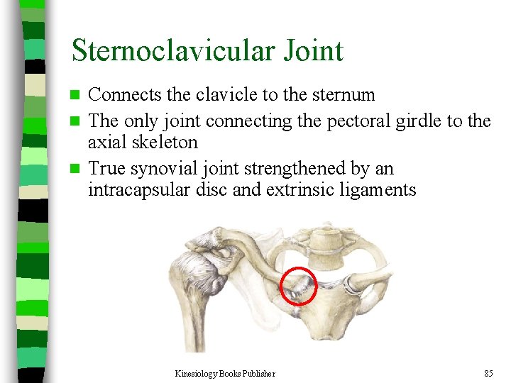Sternoclavicular Joint Connects the clavicle to the sternum n The only joint connecting the
