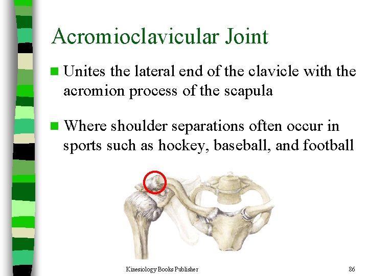 Acromioclavicular Joint n Unites the lateral end of the clavicle with the acromion process