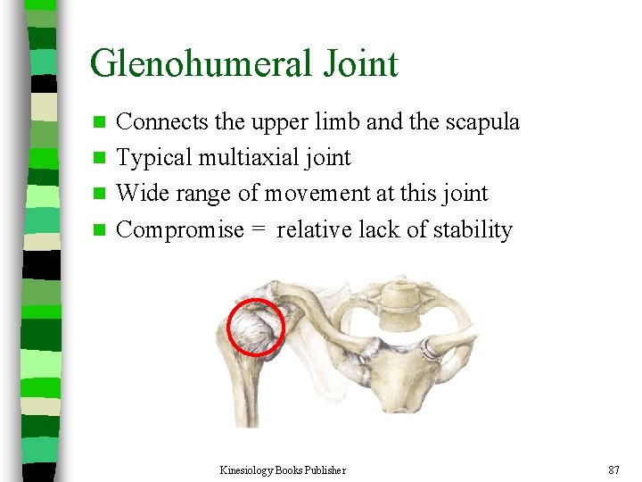 Glenohumeral Joint Connects the upper limb and the scapula n Typical multiaxial joint n