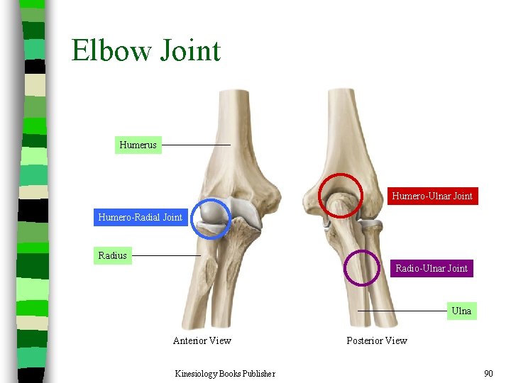 Elbow Joint Humerus Humero-Ulnar Joint Humero-Radial Joint Radius Radio-Ulnar Joint Ulna Anterior View Kinesiology