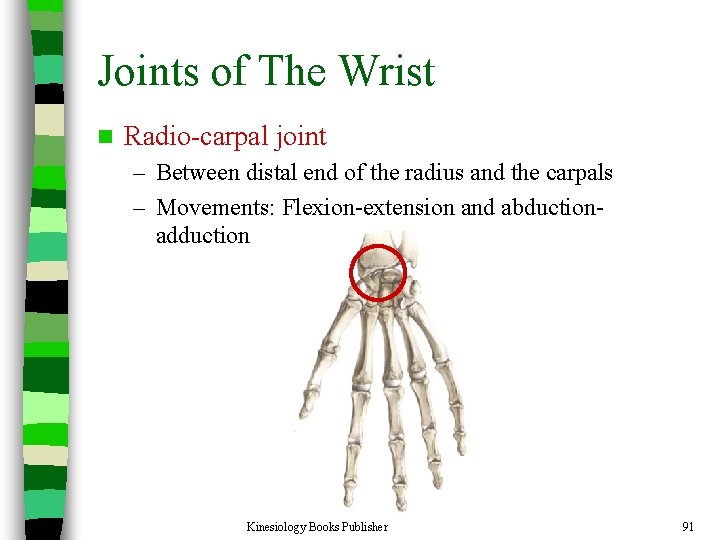 Joints of The Wrist n Radio-carpal joint – Between distal end of the radius