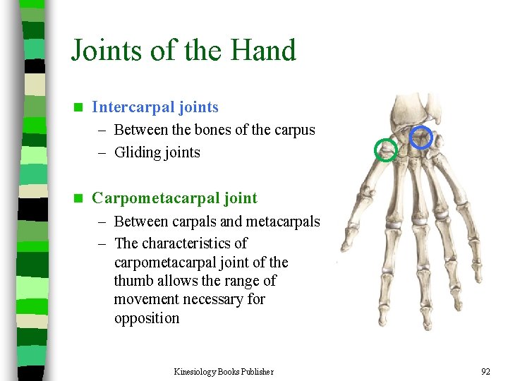 Joints of the Hand n Intercarpal joints – Between the bones of the carpus