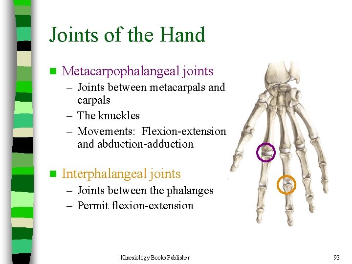 Joints of the Hand n Metacarpophalangeal joints – Joints between metacarpals and carpals –