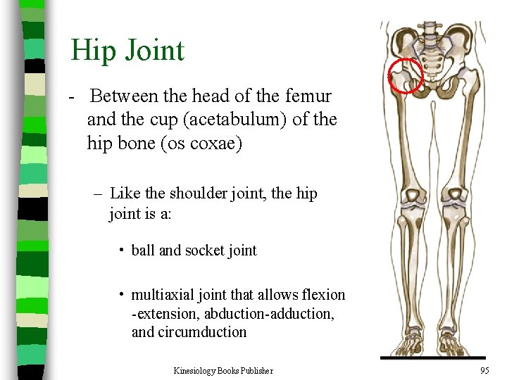 Hip Joint - Between the head of the femur and the cup (acetabulum) of