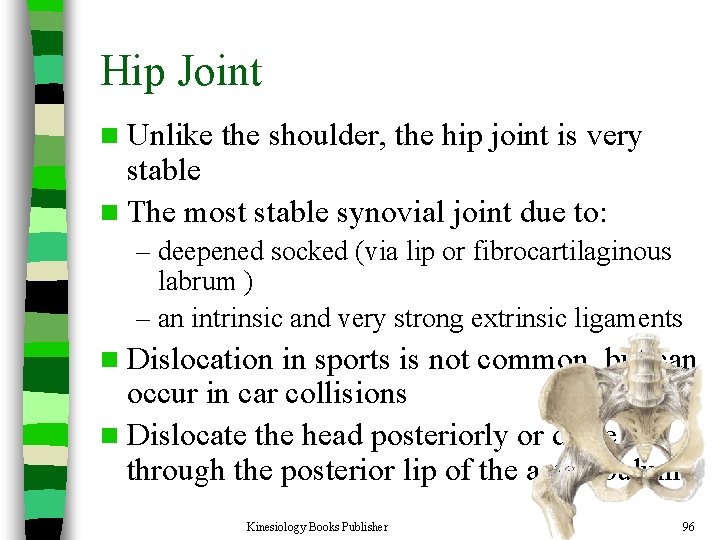 Hip Joint n Unlike the shoulder, the hip joint is very stable n The