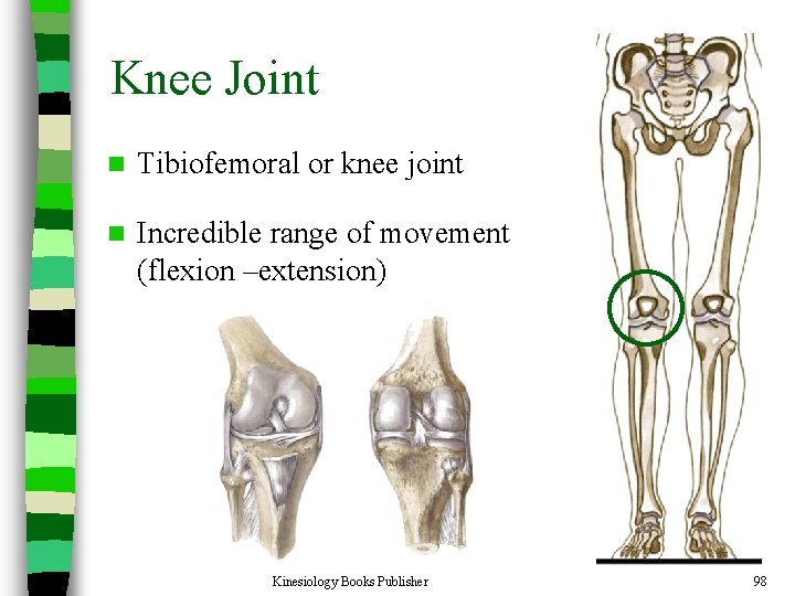 Knee Joint n Tibiofemoral or knee joint n Incredible range of movement (flexion –extension)