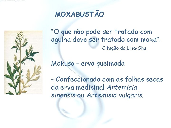 MOXABUSTÃO “O que não pode ser tratado com agulha deve ser tratado com moxa”.