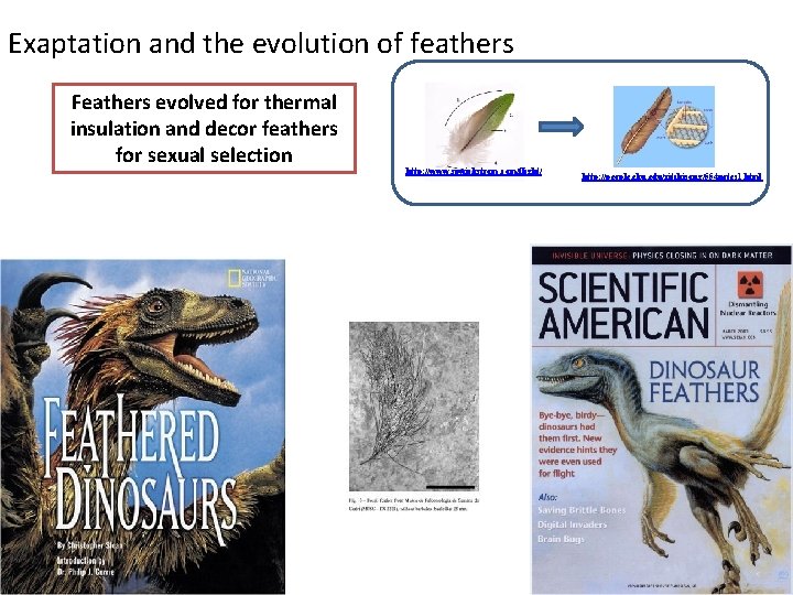 Exaptation and the evolution of feathers Feathers evolved for thermal insulation and decor feathers