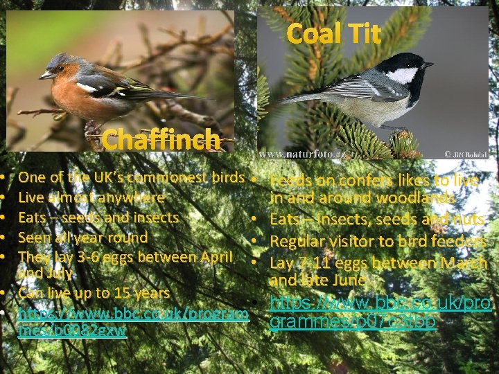 Coal Tit Chaffinch One of the UK’s commonest birds • Live almost anywhere Eats