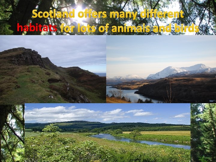 Scotland offers many different habitats for lots of animals and birds 