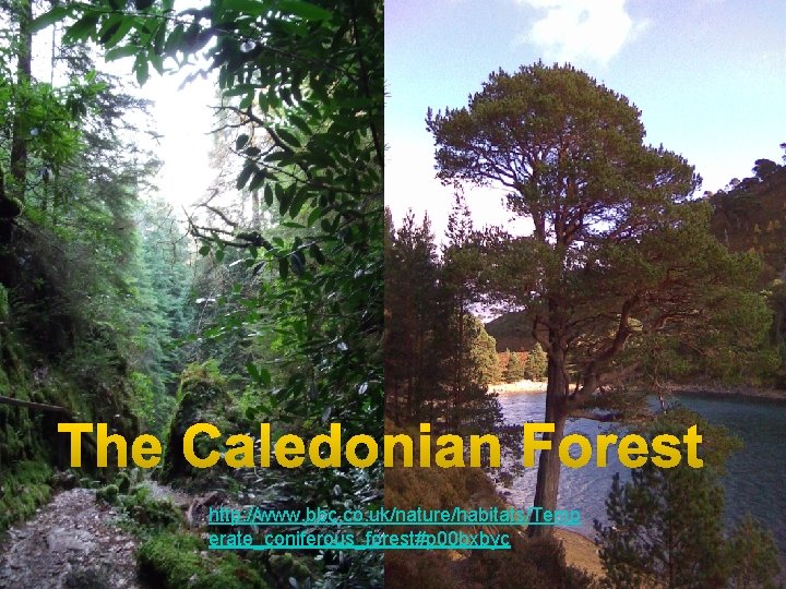 The Caledonian Forest http: //www. bbc. co. uk/nature/habitats/Temp erate_coniferous_forest#p 00 bxbyc 