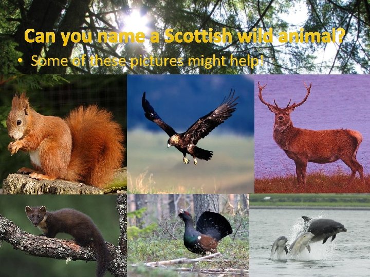 Can you name a Scottish wild animal? • Some of these pictures might help!