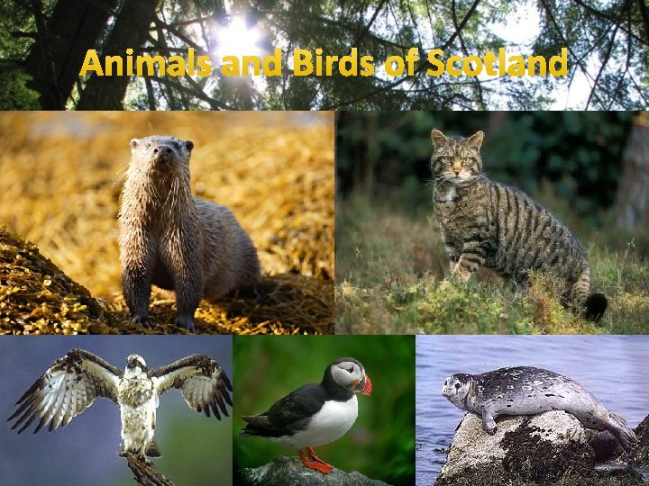 Animals and Birds of Scotland 