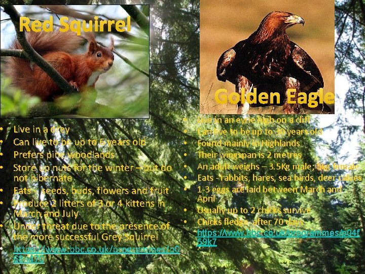  • • Red Squirrel Golden Eagle • • Live in an eyrie high