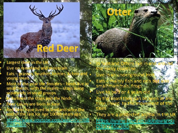 Otter Red Deer • Largest deer in the UK • • Live on moorland