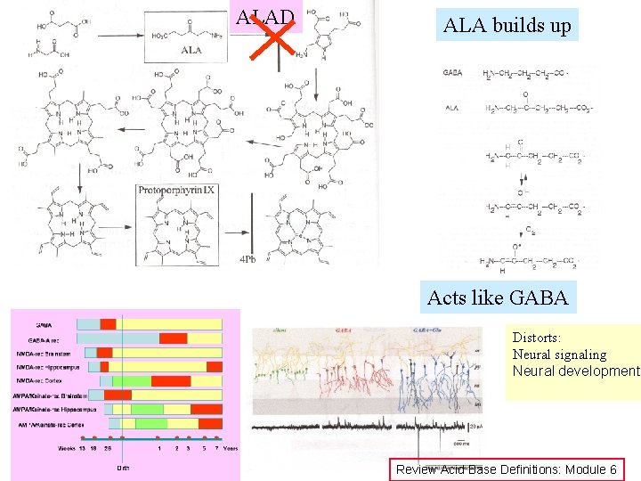ALAD ALA builds up Acts like GABA Distorts: Neural signaling Neural development Review Acid