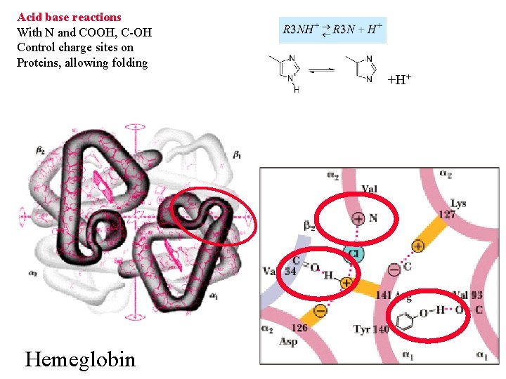 Acid base reactions With N and COOH, C-OH Control charge sites on Proteins, allowing