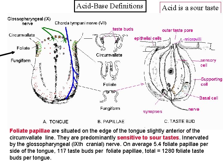 Acid-Base Definitions Acid is a sour taste Foliate papillae are situated on the edge