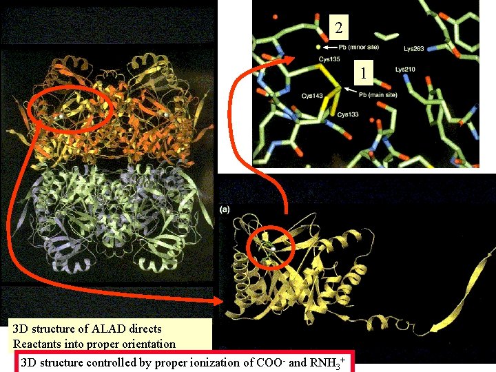 2 1 3 D structure of ALAD directs Reactants into proper orientation 3 D