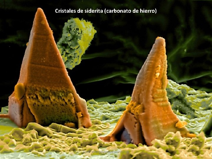 Cristales de siderita (carbonato de hierro) www. vitanoblepowerpoints. net 