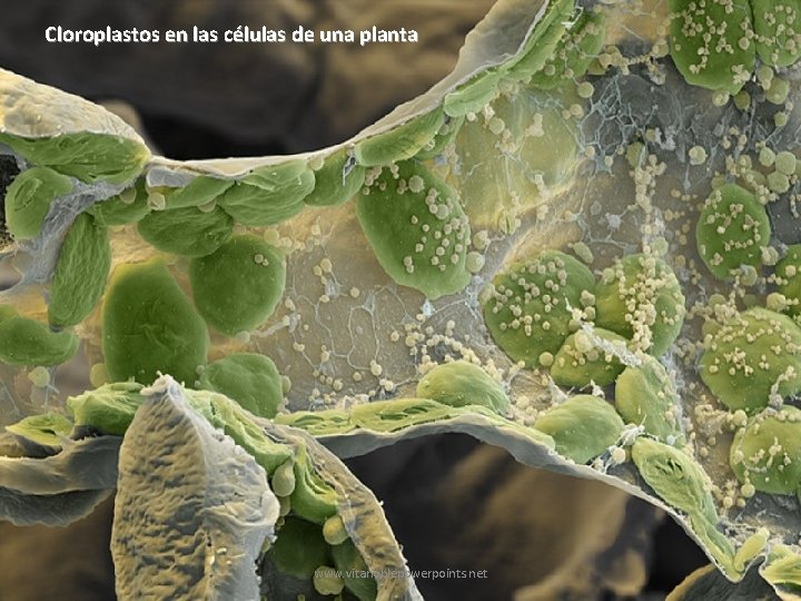 Cloroplastos en las células de una planta www. vitanoblepowerpoints. net 