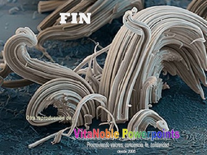 www. vitanoblepowerpoints. net 