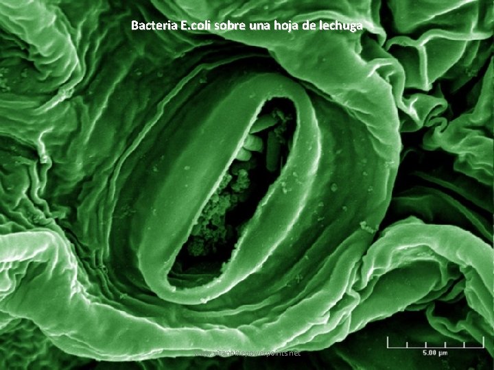 Bacteria E. coli sobre una hoja de lechuga www. vitanoblepowerpoints. net 