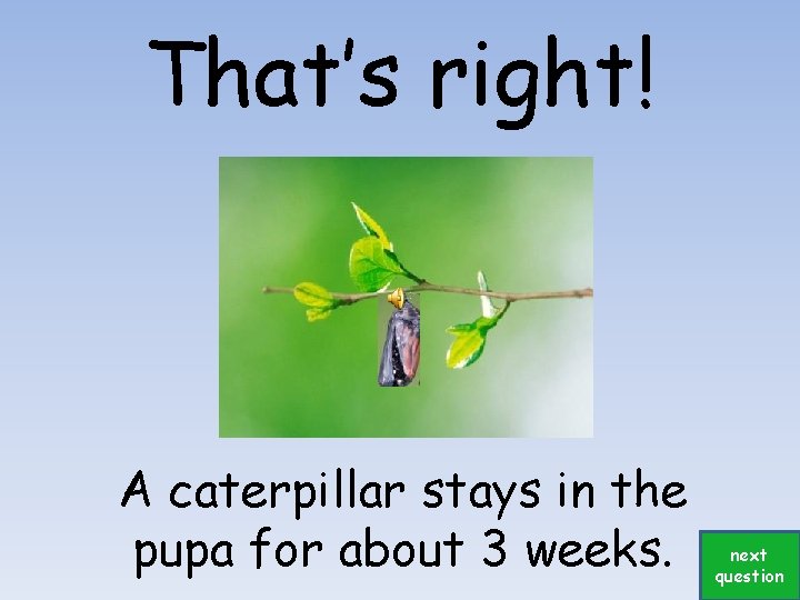 That’s right! A caterpillar stays in the pupa for about 3 weeks. next question