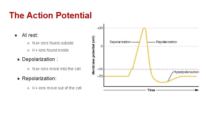 The Action Potential ● At rest: ○ Na+ ions found outside ○ K+ ions