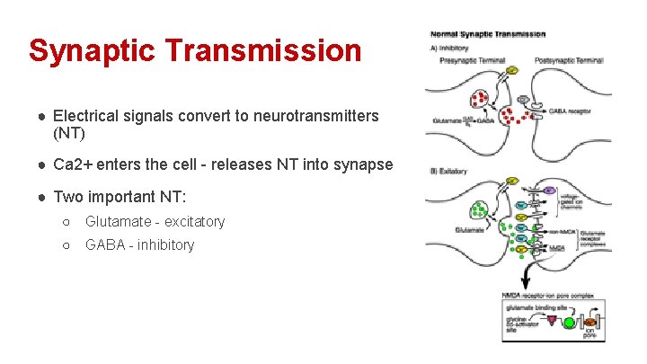 Synaptic Transmission ● Electrical signals convert to neurotransmitters (NT) ● Ca 2+ enters the