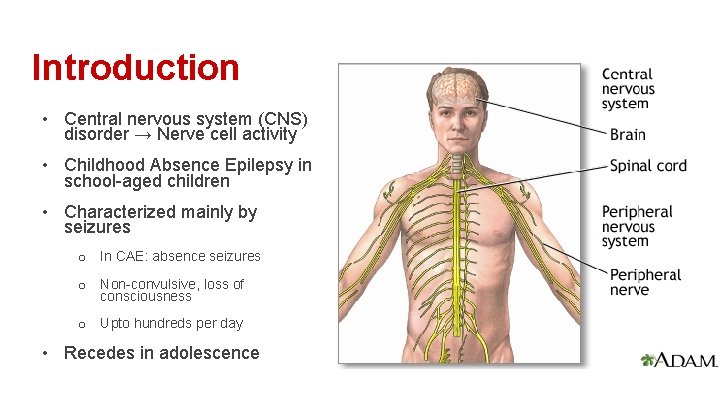 Introduction • Central nervous system (CNS) disorder → Nerve cell activity • Childhood Absence