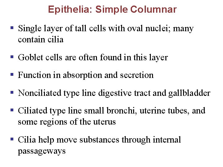 Epithelia: Simple Columnar § Single layer of tall cells with oval nuclei; many contain