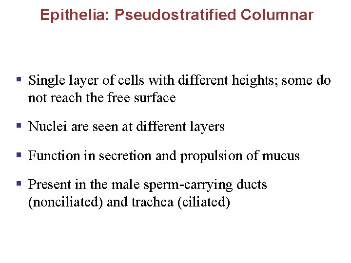 Epithelia: Pseudostratified Columnar § Single layer of cells with different heights; some do not