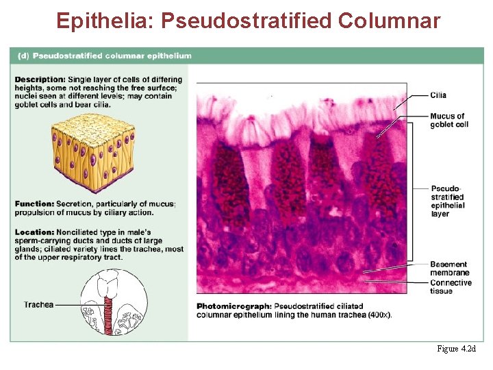 Epithelia: Pseudostratified Columnar § Single layer of cells with different heights; some do not