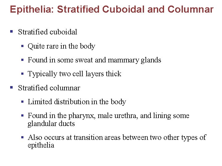 Epithelia: Stratified Cuboidal and Columnar § Stratified cuboidal § Quite rare in the body