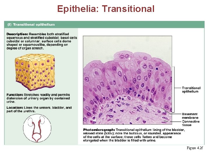 Epithelia: Transitional § Several cell layers, basal cells are cuboidal, surface cells are dome